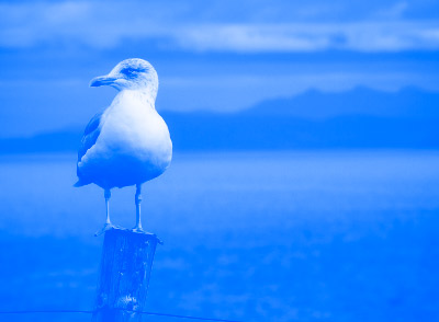 seagull standing on a wood